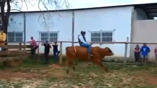 Behendige rodeostier weet op een spectaculaire manier te ontsnappen