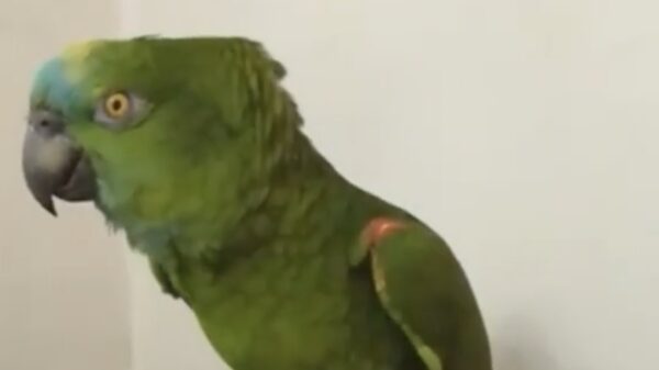 Beyoncé, eat your heart out!