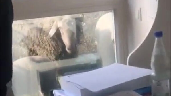 Schapenkop blijkt toch stukken steviger dan glazen ruit