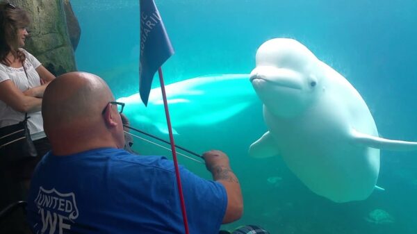 Witte dolfijn is behoorlijk onder de indruk door kale klets die viool speelt