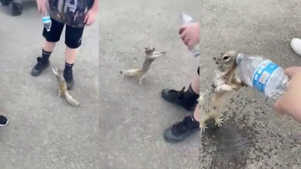 Wel eens een dorstige eekhoorn om water zien bedelen?