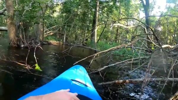 Kajakker maakt van iets te dichtbij kennis met een ongenode gast