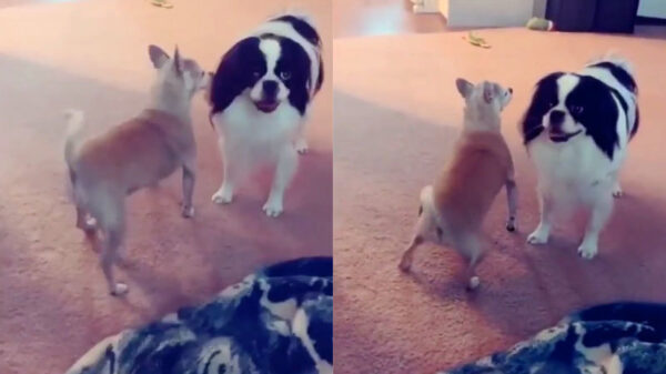 Als de club weer open is en je voor het eerst een chickie probeert te versieren