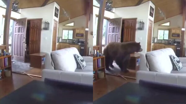 Voordeur blijkt onvoldoende bescherming tegen volwassen beer