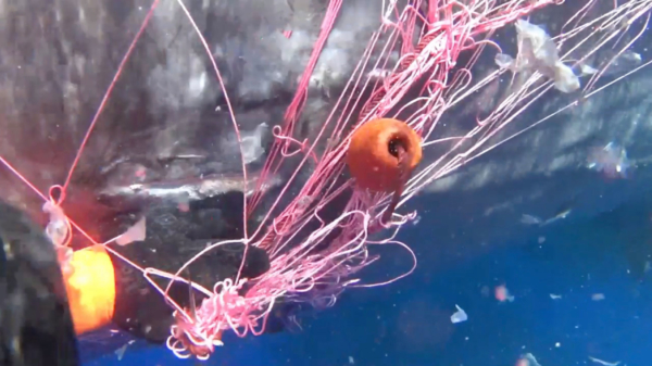 Italiaanse kustwacht heeft een potvis bevrijd die in een visnet vastzat