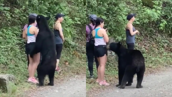 Wandelaars maken van net iets te dichtbij kennis met een wilde beer