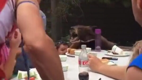Pas op gek, een beer!