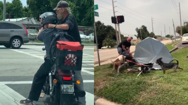 Honden bemoeien zich met treurige knokpartij tussen twee Florida Men