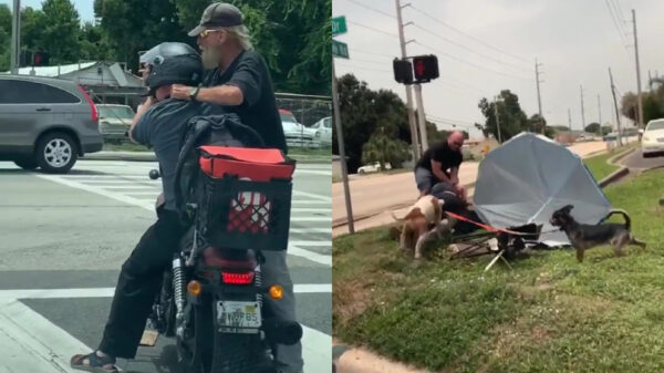 Honden bemoeien zich met treurige knokpartij tussen twee Florida Men