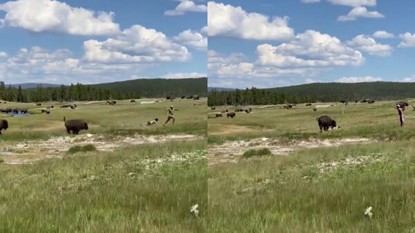 Ook bij bizons moet je niet te dicht in de buurt komen