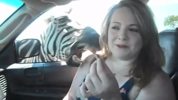 Onoplettende troela wordt pijnlijk gebeten door een zebra