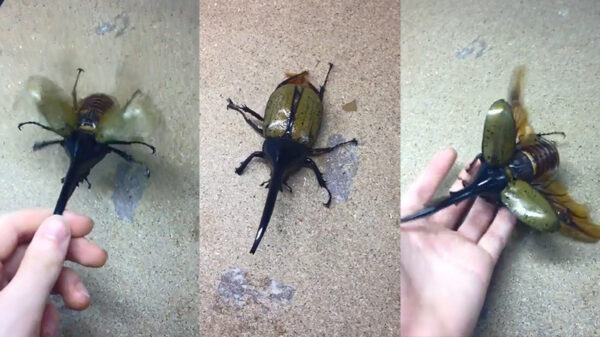 Alles is een huisdier: de Herculeskever klinkt hetzelfde als een helikopter