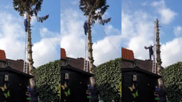 Boompje zagen eindigt voor houthakker in keiharde val
