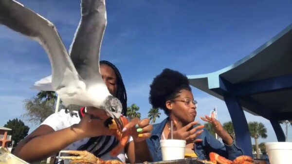 Ook deze meeuwen hebben wel zin in een lekker hapje