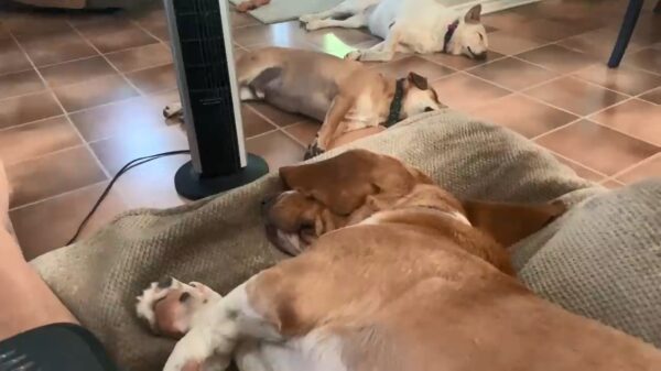 Luie honden worden tijdens hun middagslaapje gewekt door het E-woord
