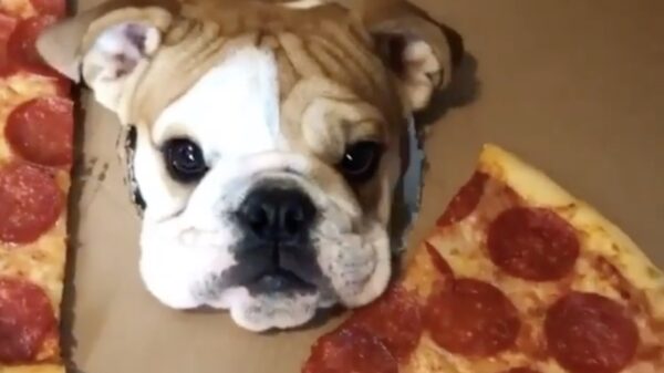 Een pizza met extra pupperoni