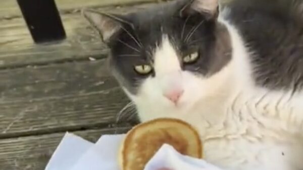 Het verschil tussen honden en katten