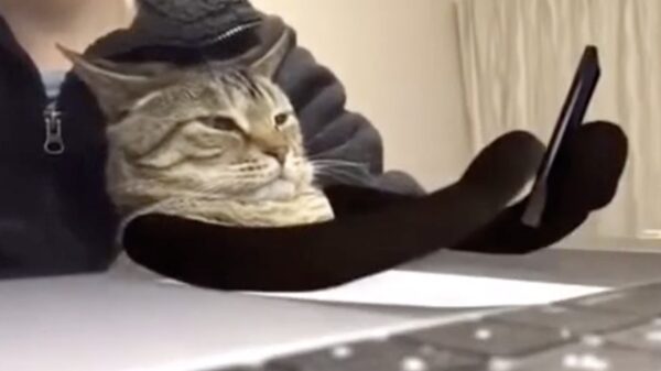 Kantoorkat is keihard aan het werk