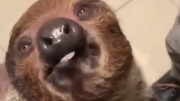 Wij willen ook een luiaard als huisdier