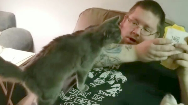 Deze kat can has daadwerkelijk cheezburger