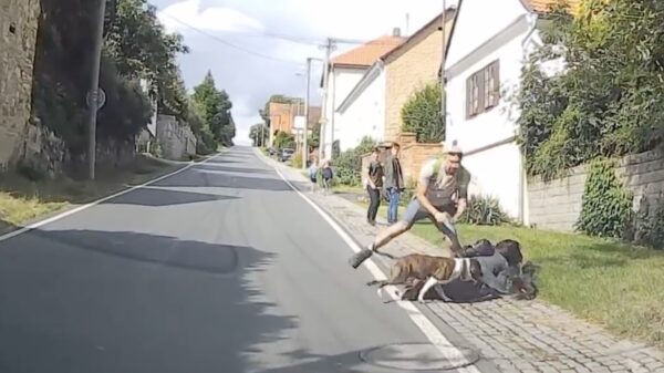 Tsjechische man trekt pistool om zijn moeder van agressieve hond te redden