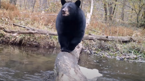 Stefan Speelberg filmt hoe verschillende dieren een boomstam als brug gebruiken