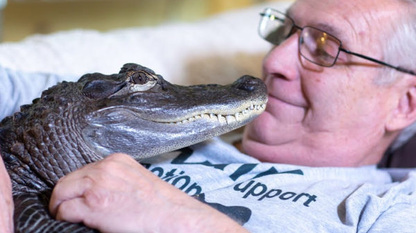 Only in America: man heeft 'emotional support alligator'