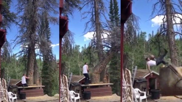 Professionele houthakker demonstreert de (bijna) perfecte "van onderen"