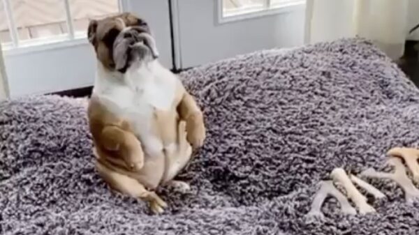 Meer zen dan deze hond ga je niet worden