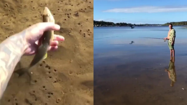 Het terugzetten van de gevangen vis verliep niet geheel volgens planning