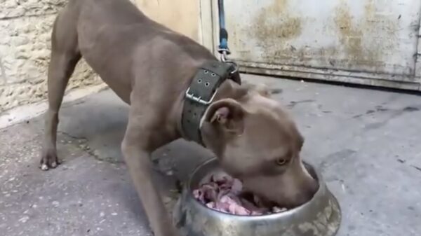 Hond zoekt nieuw baasje; gratis in het asiel af te halen