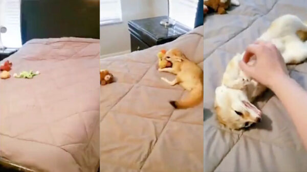 Je wist niet dat je het wilde hebben: een vos als huidier