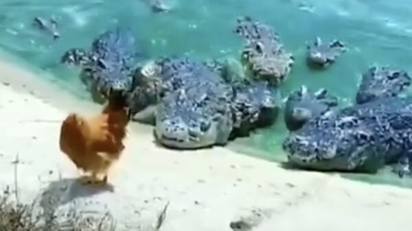 Deze kip is behoorlijk levensmoe