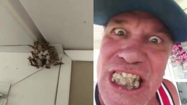 Een wespennest weghalen als een compleet gestoorde mafkees