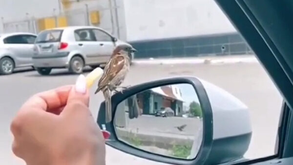 Oprotten gek, dat is mijn patatje!