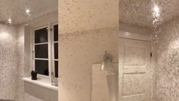 Als je 's zomers je raam open laat en het licht vergeet uit te doen