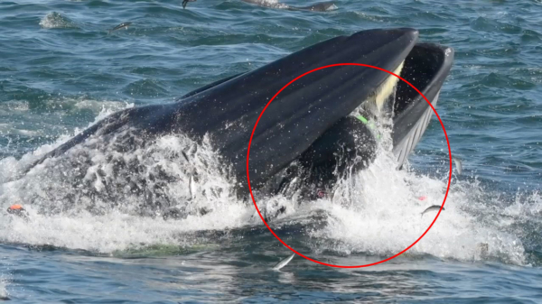 Once in a lifetime: ingeslikt en uitgespuugd worden door een walvis!