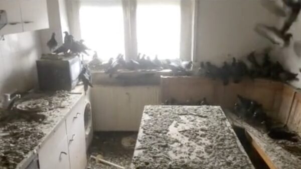 Als je 's zomers je raam open laat en het eten vergeet op te ruimen