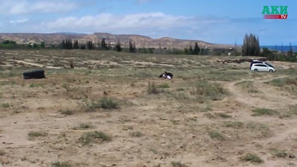 Golden Eagle valt 8-jarig meisje aan tijdens demonstratie in Kirgizië