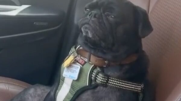 Als je net gesmoked hebt en lekker in de muziek zit