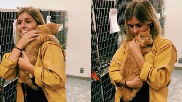 Het moment dat er weer een baasje in het asiel wordt geadopteerd