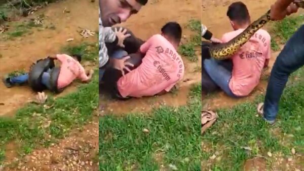 Braziliaan wordt op het nippertje van een hongerige anaconda gered