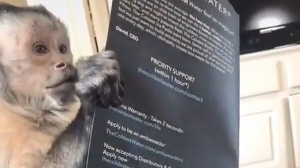 Unboxing met Meneer Nilson