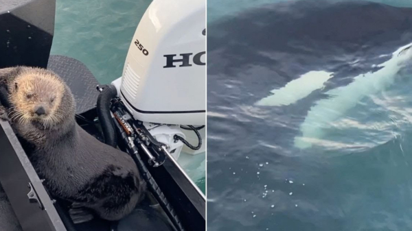 Slimme otter ontsnapt op het nippertje aan orka door op een boot te springen