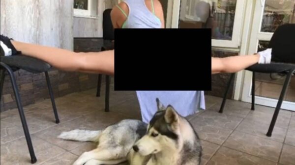 Opsporing Verzocht: weet iemand wat voor een hond dit is?