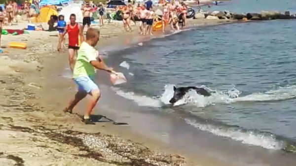 De échte reden waarom het everzwijn iemands laptop jatte!