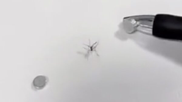 Dit is ook een manier om muggen te vangen