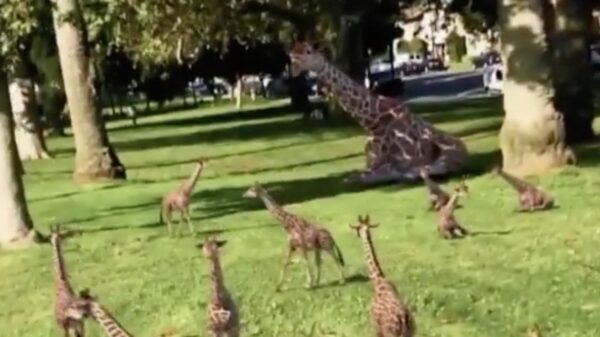 Dankzij het coronavirus herstelt de natuur zich overal!