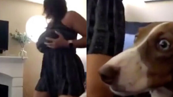 Als je eindelijk wordt geadopteerd