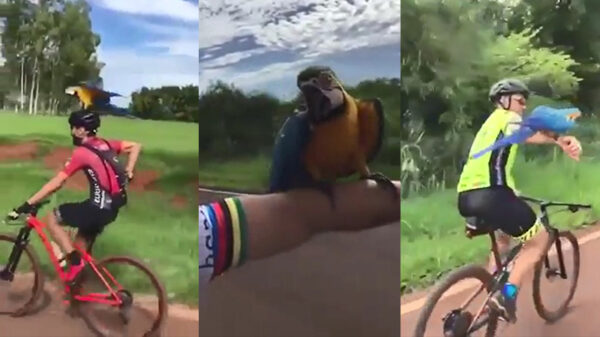 Groepje Braziliaanse wielrenners krijgt hulp bij het navigeren van een papegaai